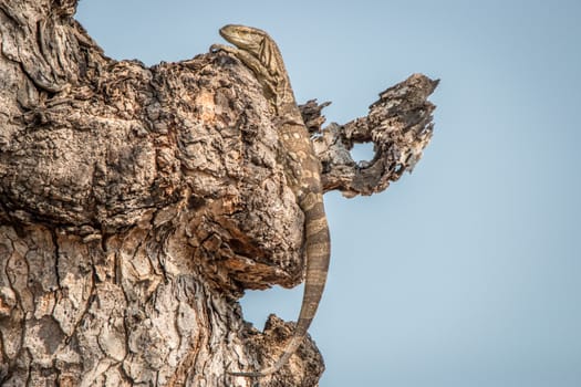 Rock monitor in a tree in the Kruger National Park, South Africa.