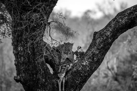 Leopard feeding on a zebra in a tree in black and white in the Kruger National Park, South Africa.