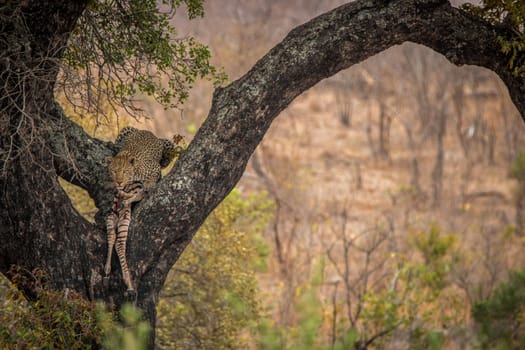 Leopard feeding on a zebra in a tree in the Kruger National Park, South Africa.