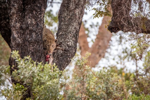 Leopard feeding on a zebra in a tree in the Kruger National Park, South Africa.