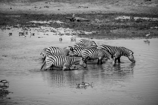 Group of Zebras walking through the water in black and white in the Kruger National Park, South Africa.