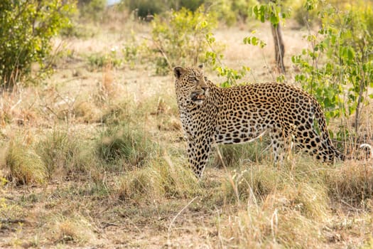 Leopard walking in the grass in the Kruger National Park, South Africa.