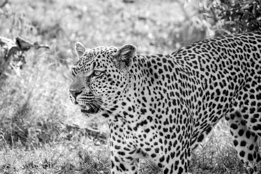 Leopard walking in the grass in black and white in the Kruger National Park, South Africa.