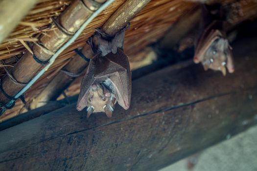 Epaulet bat hanging upside down from a roof in the Kruger National Park, South Africa.