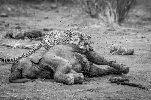 Leopard eating from a dead Elephant in black and white in the Kruger National Park, South Africa.