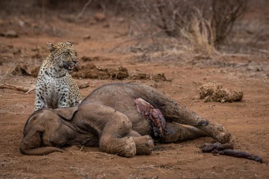 Leopard at a dead Elephant carcass in the Kruger National Park, South Africa.