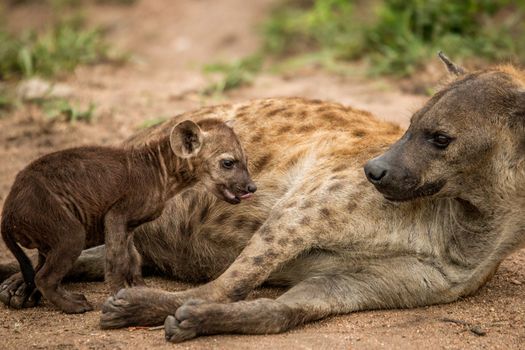 Mother Spotted hyena with a baby in the Kruger National Park, South Africa.