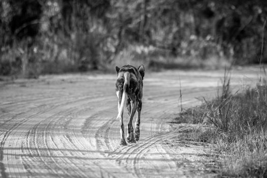 Running African wild dog from behind in black and white in the Kruger National Park, South Africa.