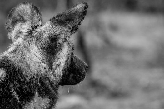 Starring African wild dog from behind in black and white in the Kruger National Park, South Africa.