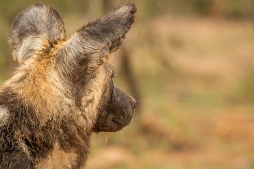 Starring African wild dog from behind in the Kruger National Park, South Africa.