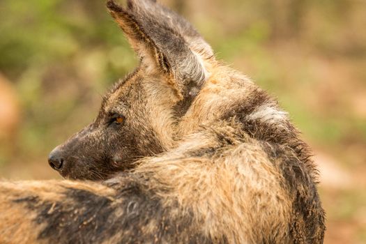 Starring African wild dog from behind in the Kruger National Park, South Africa.