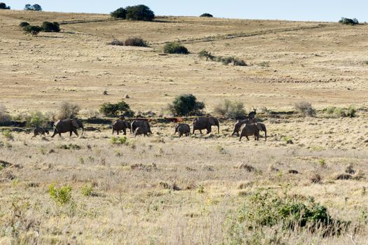 Beautiful yellow field with African Elephants on the way to the watering hole.