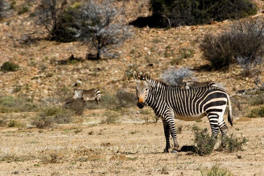 Mountain Zebra standing in a dry field with lots of bushes.