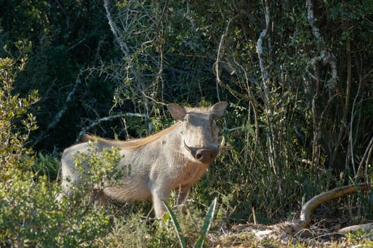 Common warthog standing and posing for a photo.