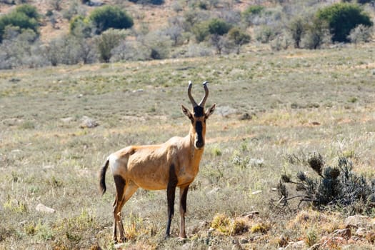 Red Hartebeest standing in the field surrounded with bushes.