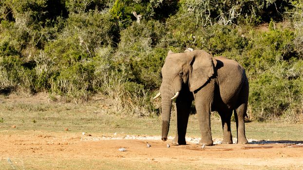 African bush elephant chasing the birds at the watering hole with a wet trunk.