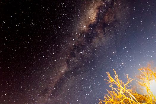 Bush pointing to the full view of the milky way galaxy.