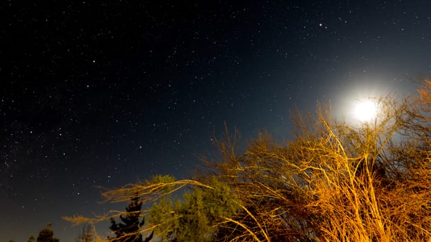 Late night photo of the moon just above the trees with stars in the background.