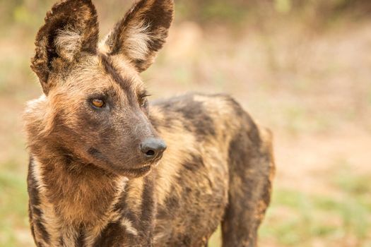 Starring African wild dog in the Kruger National Park, South Africa.