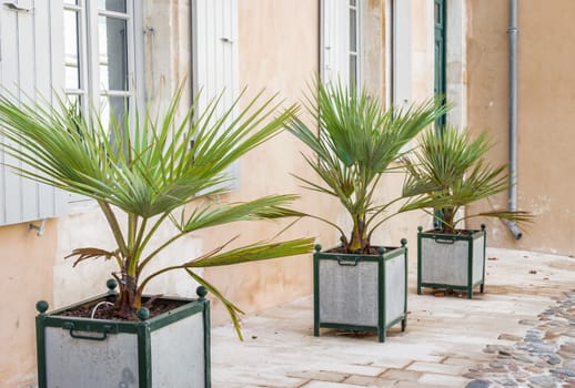 Decorative palm tree in the square iron pots outdoors
