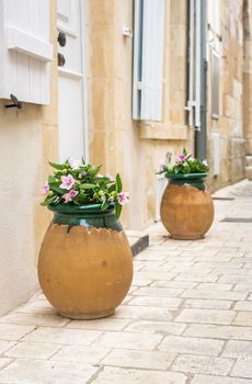 Pink flowers in a large clay pot outdoor