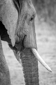 Side profile of an Elephant in black and white in the Kruger National Park, South Africa.