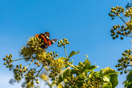 Butterfly vanessa cardui on a flower in a sunny morning of fall