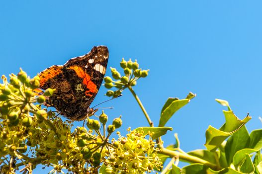 Butterfly vanessa cardui on a flower in a sunny morning of fall