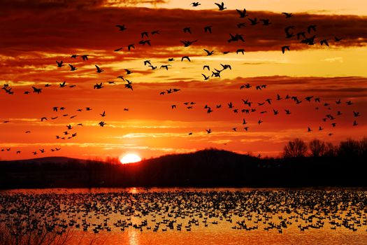 Thousands of migrating Snow Geese ( Chen caerulescens ) fly from a lake in Lancaster County, Pennsylvania, USA.