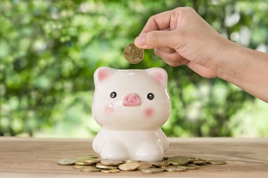 hand's women putting golden coin in Piggy bank. account concept,business concept,finance concept.