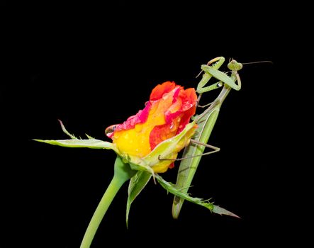 Green Praying Mantis, Mantis religiosa, sitting on a rosebud isolated on black, cleaning its legs from water droplets. Outside of Europe this species is also called European Mantis.