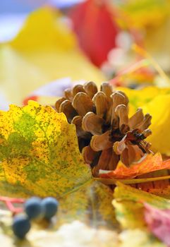 Autumn dry yellow leaves and pine cone