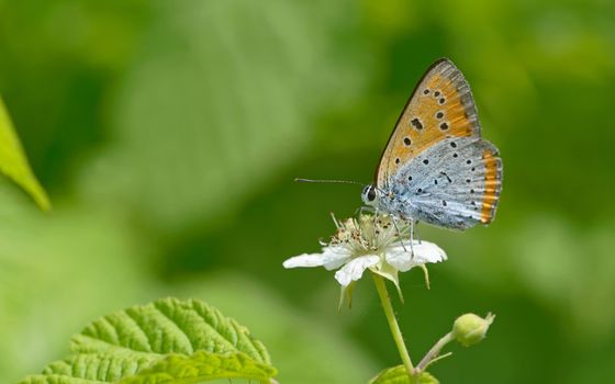 Common Blue (Polyommatus icarus) butterfly on a flower