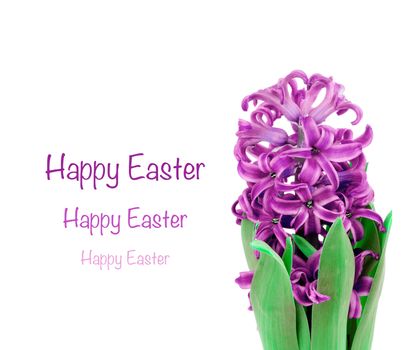 Easter Greeting Card with Beauty Lilac Hyacinth and Empty White Place with Congratulations 