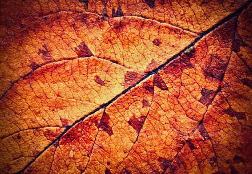 abstract background or texture detail of dried autumn leaves tree