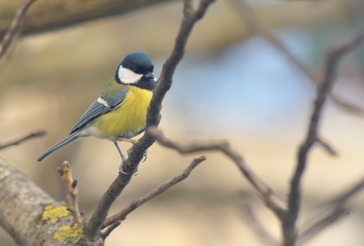 Tit bird on a branch, tit close up
