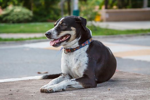 Black Thai dog