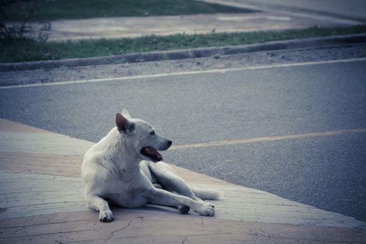 Dog sit and waiting