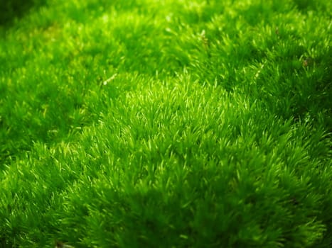 Green moss background texture beautiful in nature