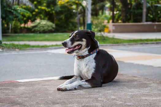 Street dog sit on the footpath