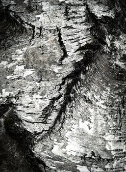 abstract background or texture old birch bark detail