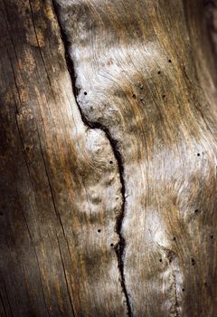 abstract background or texture vertical crack on an old twig