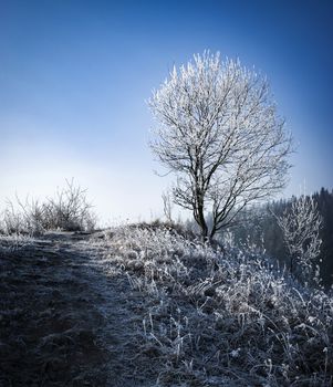 background winter landscape of trees covered with frost