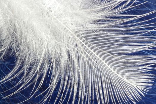 White soft fluffy feather - blurred background. Nature texture.Trendy blur backdrop for creative design.