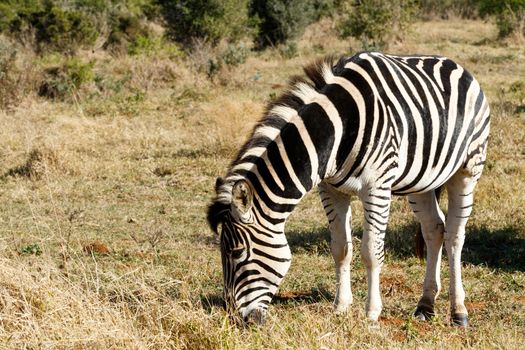 Burchell's Zebra eating grass in the field.