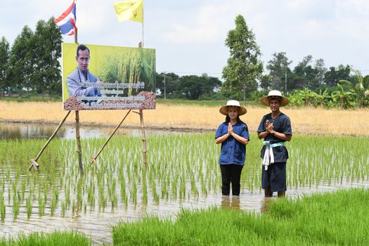 SINGBURI - THAILAND 18 : Farmers planting rice by demonstrating sufficient economy like Kings and Thailand show their loyalty to The monarchy at Bangrachan on October 18, 2016 in Singburi, Thailand.