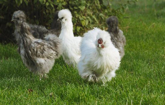 A group of silkie chicken, roosters and hens on the green grass. Silkie - an unusual breed poultry with fluffy like wool feathers. Selective focus image.