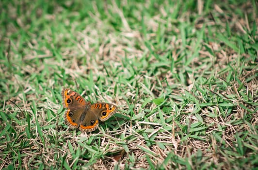 Coloured butterfly standing on green grass