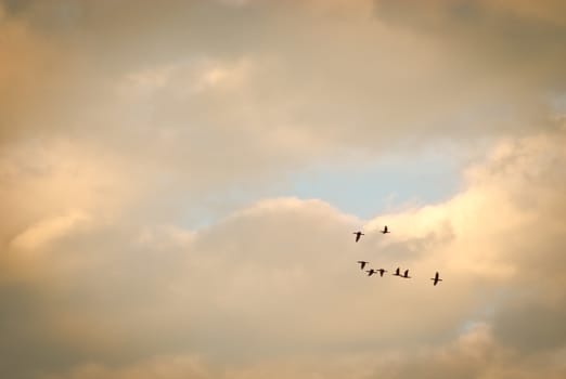 Flying birds formation against sky at sunset