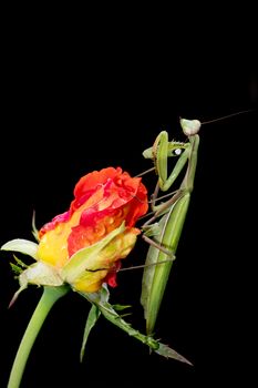 Green Praying Mantis, Mantis religiosa, sitting on a rosebud isolated on black. Outside of Europe this species is also called European Mantis.